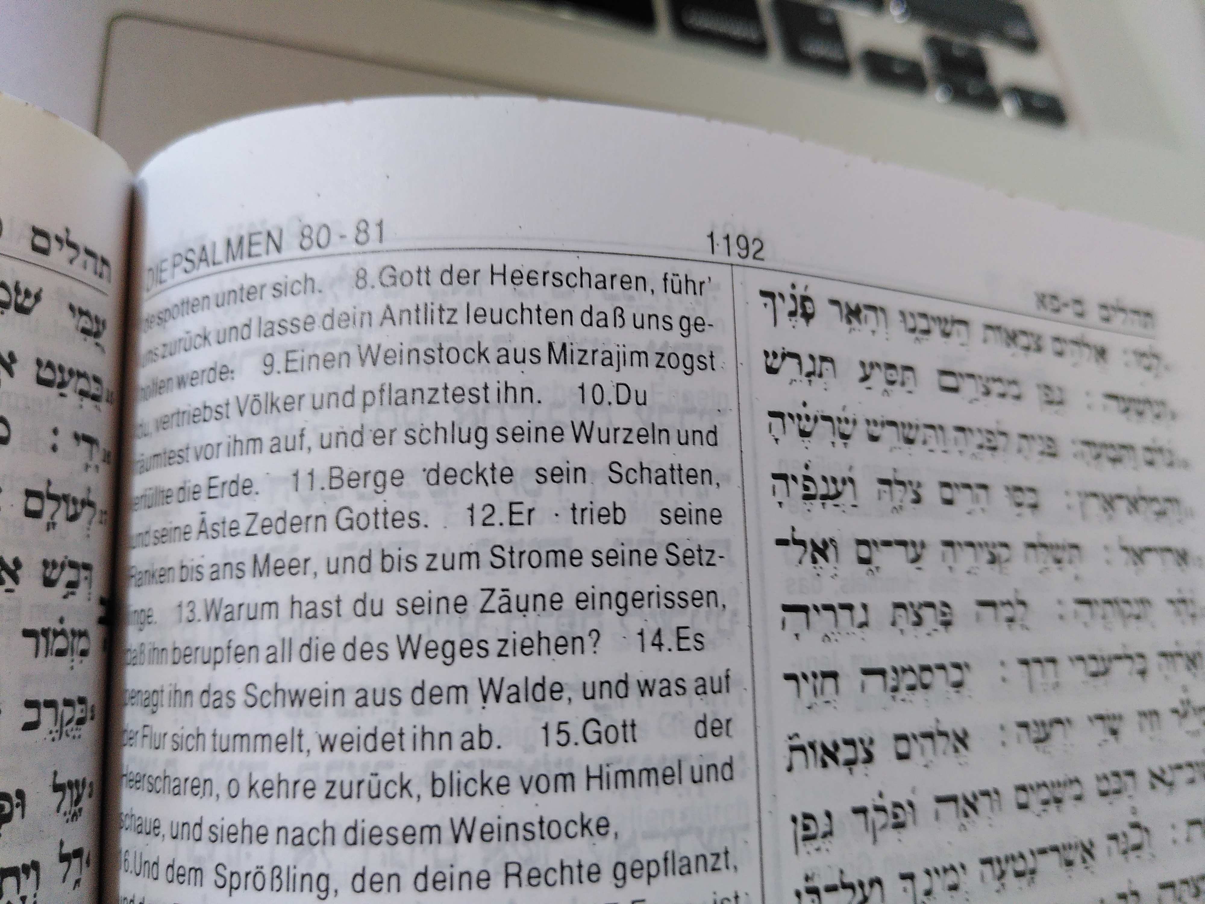 Psalm 80,8